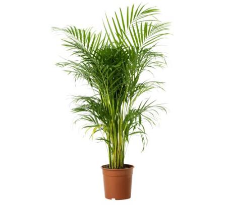 Planta Ikea